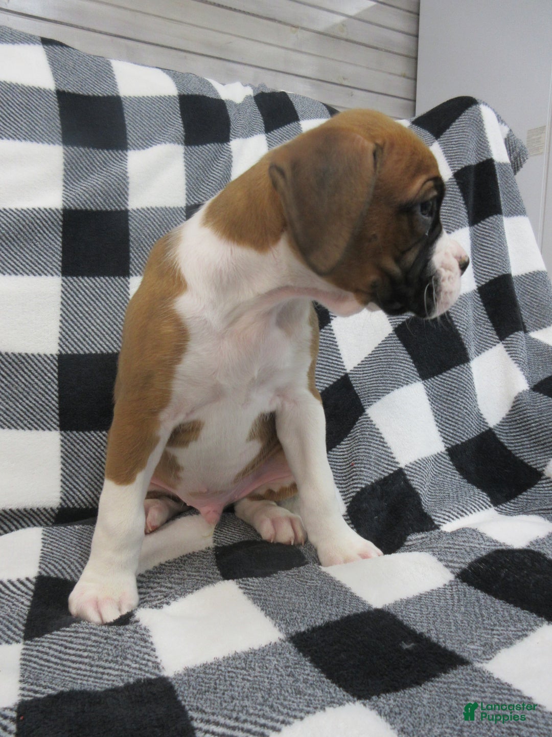 Boxer dogs for sale: Duke - Ad 5