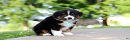 Miniature Australian Shepherd dogs for sale: Rustler - Ad 5