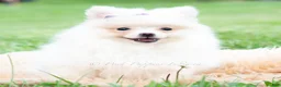 Pomeranian dogs for sale: Sophia - Ad 4