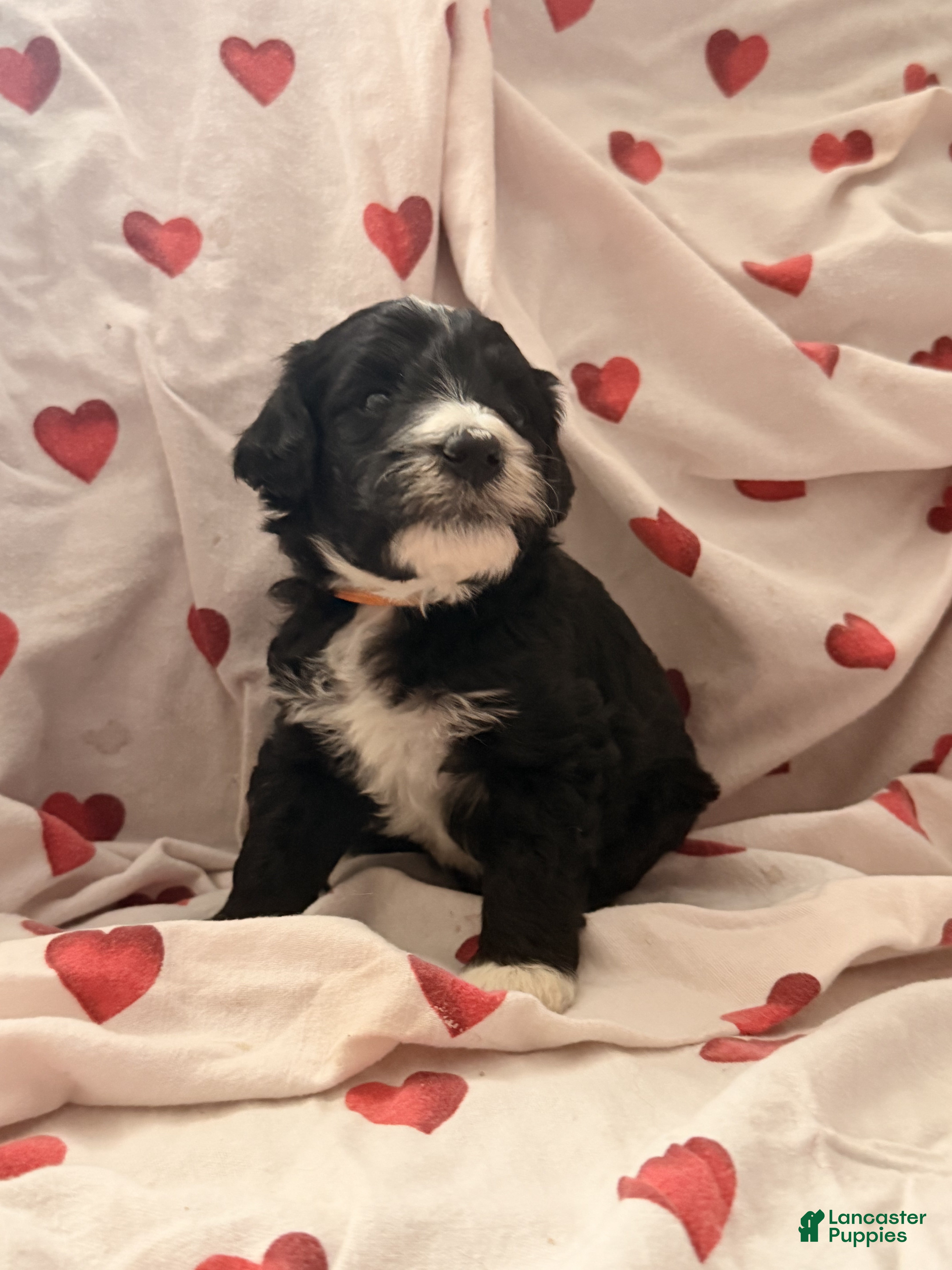 Bernedoodle dogs Saint - Ad 1