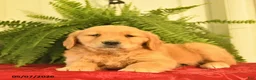 Golden Retriever dogs for sale: West  - Ad 2