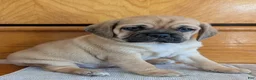 Puggle dogs for sale: Chuck  - Ad 7