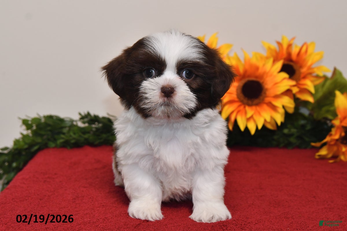 Shih Tzu dogs Archie - Ad 2