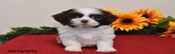 Shih Tzu dogs for sale: Archie - Ad 2
