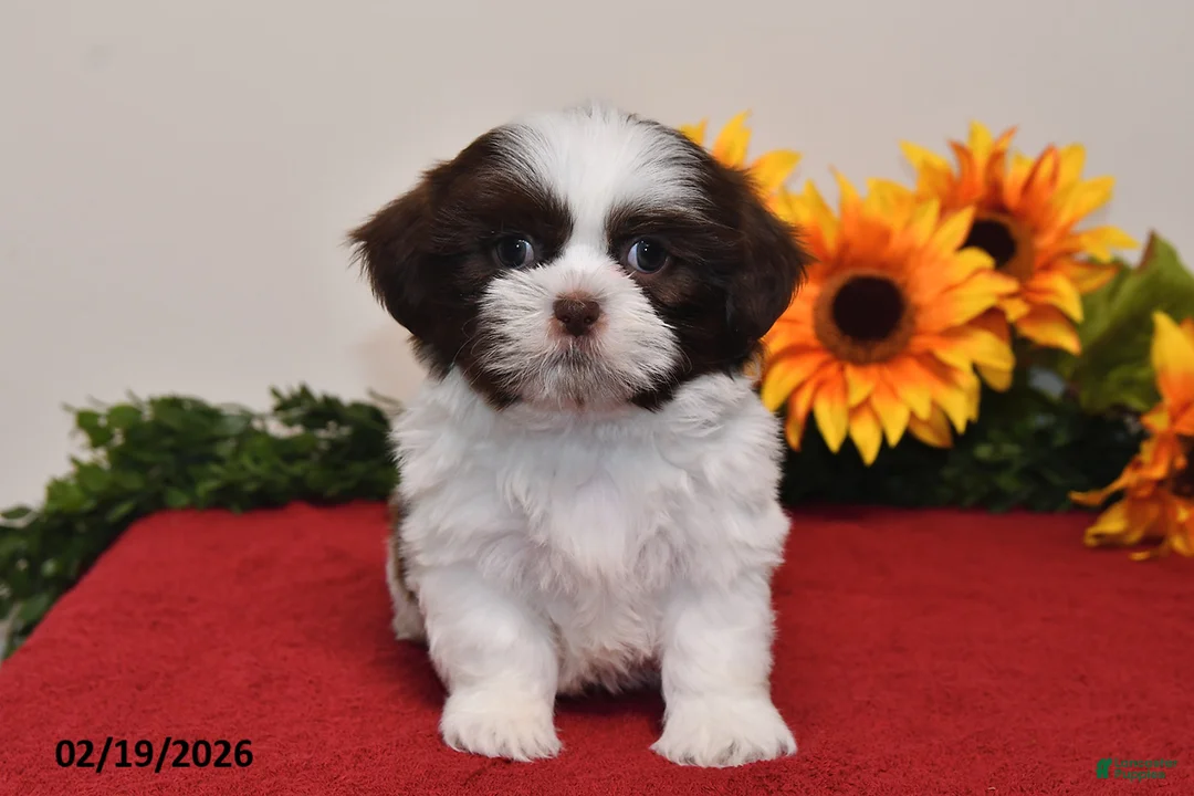Shih Tzu dogs for sale: Archie - Ad 2