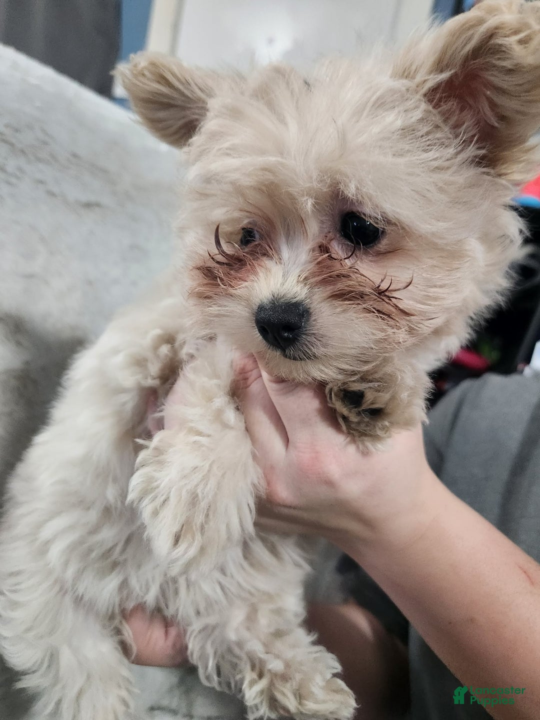 Pomapoo dogs for sale: Aubrey  - Ad 2