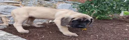 English Mastiff dogs for sale: Marcey - Ad 3