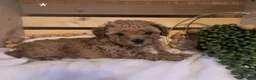 Toy Poodle dogs for sale: Toby  - Ad 2