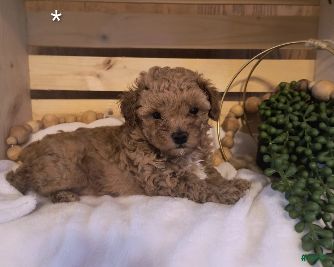 Toy Poodle dogs for sale: Toby  - Ad 2