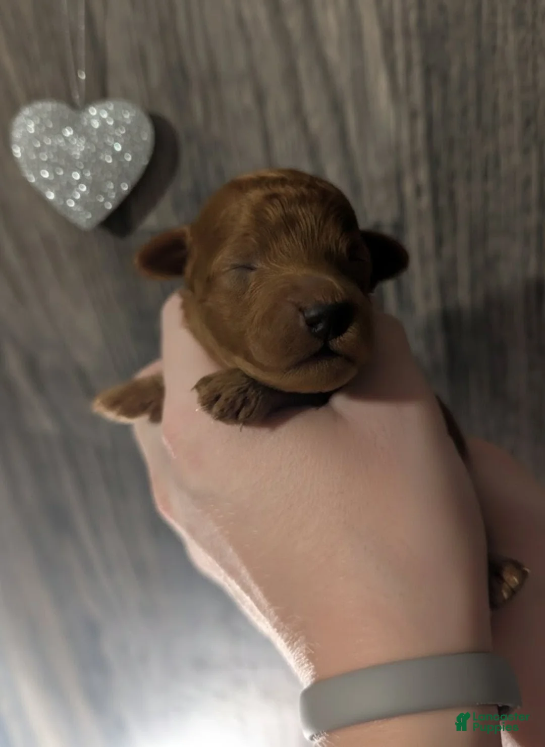 Toy Poodle dogs for sale: Rusty 🩶 - Ad 2