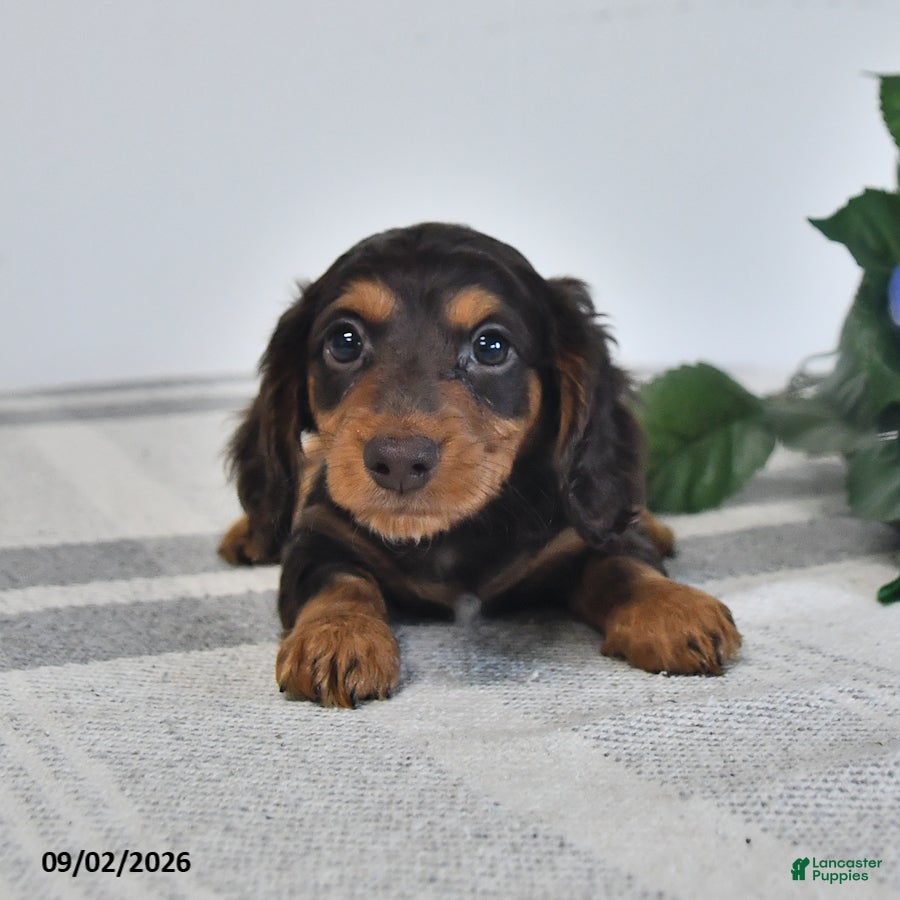 Miniature Dachshund dogs Forrest - Ad 1