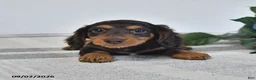 Miniature Dachshund dogs for sale: Forrest - Ad 1