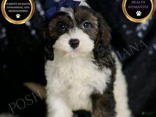 Cavapoo dogs - Ad 17