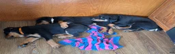 Rottweiler dogs for sale: Brown  - Ad 3
