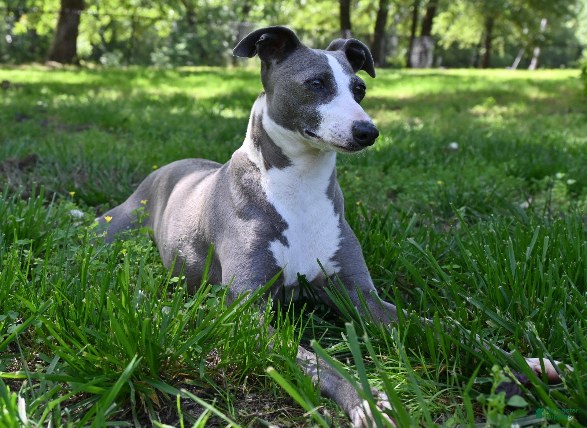 Italian Greyhound dogs for sale: Jaxx - Ad 2