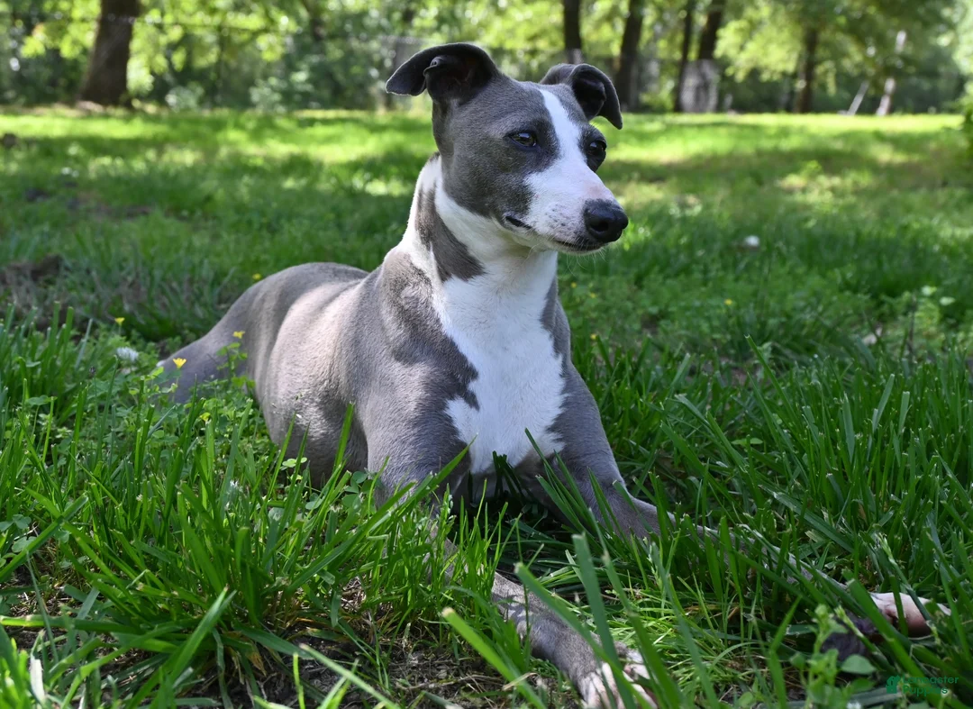 Italian Greyhound dogs for sale: Jaxx - Ad 2