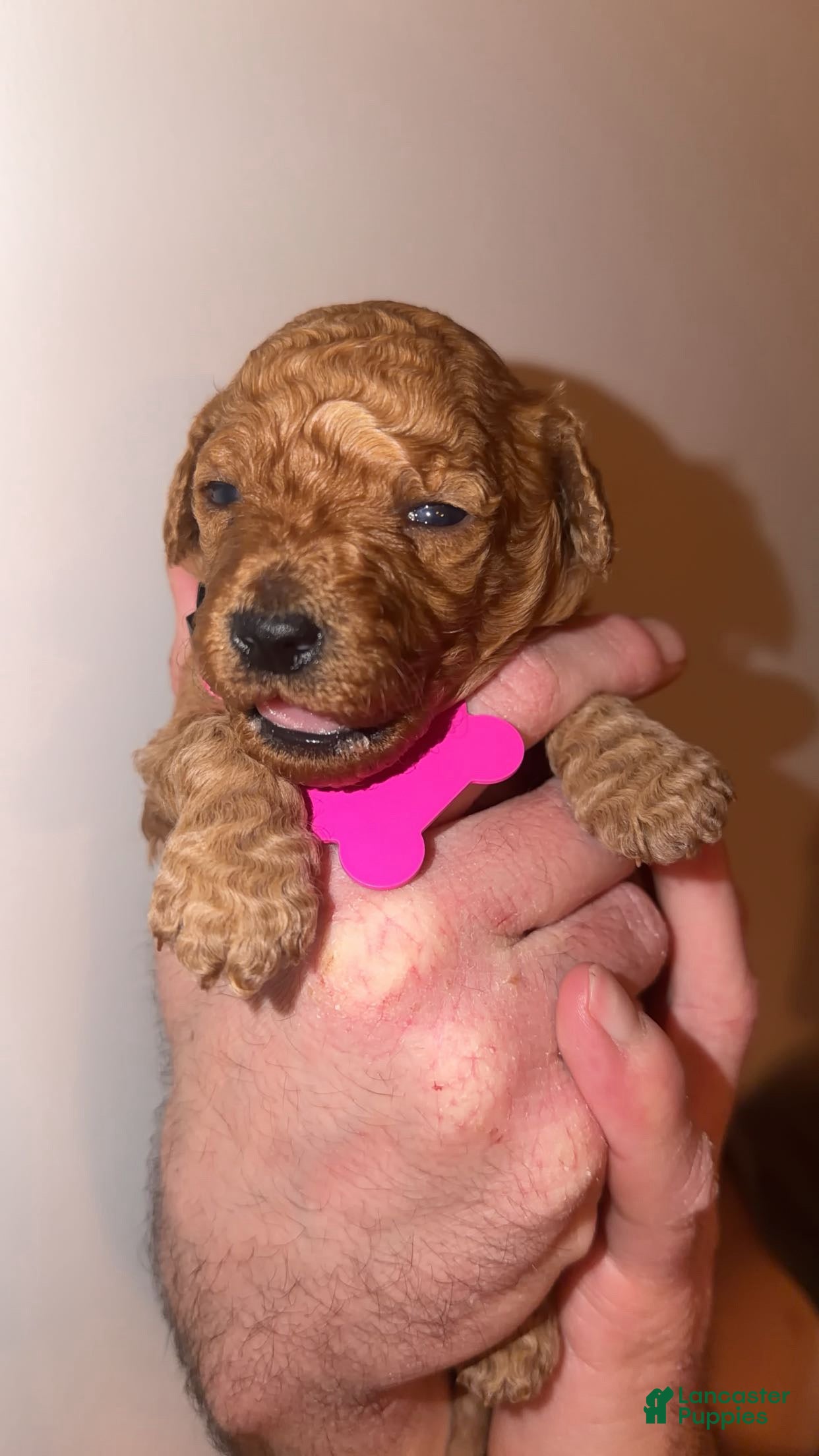 Mini Goldendoodle dogs Mini Goldendoodle Puppy 3 - Ad 10