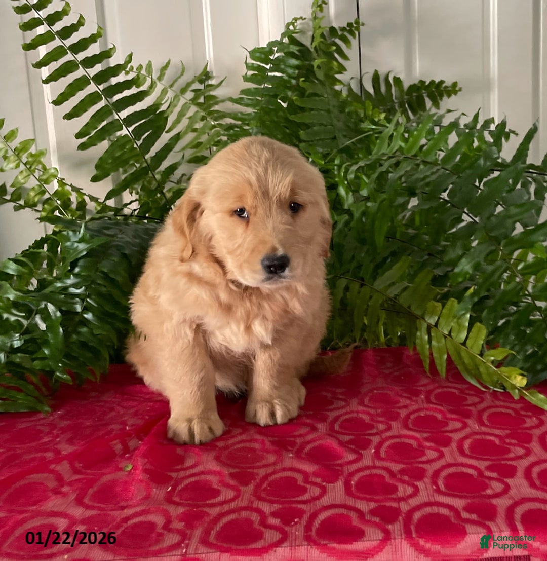 Golden Retriever dogs for sale: Felix - Ad 2
