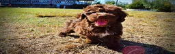 Havapoo dogs for sale: Prince - Ad 8