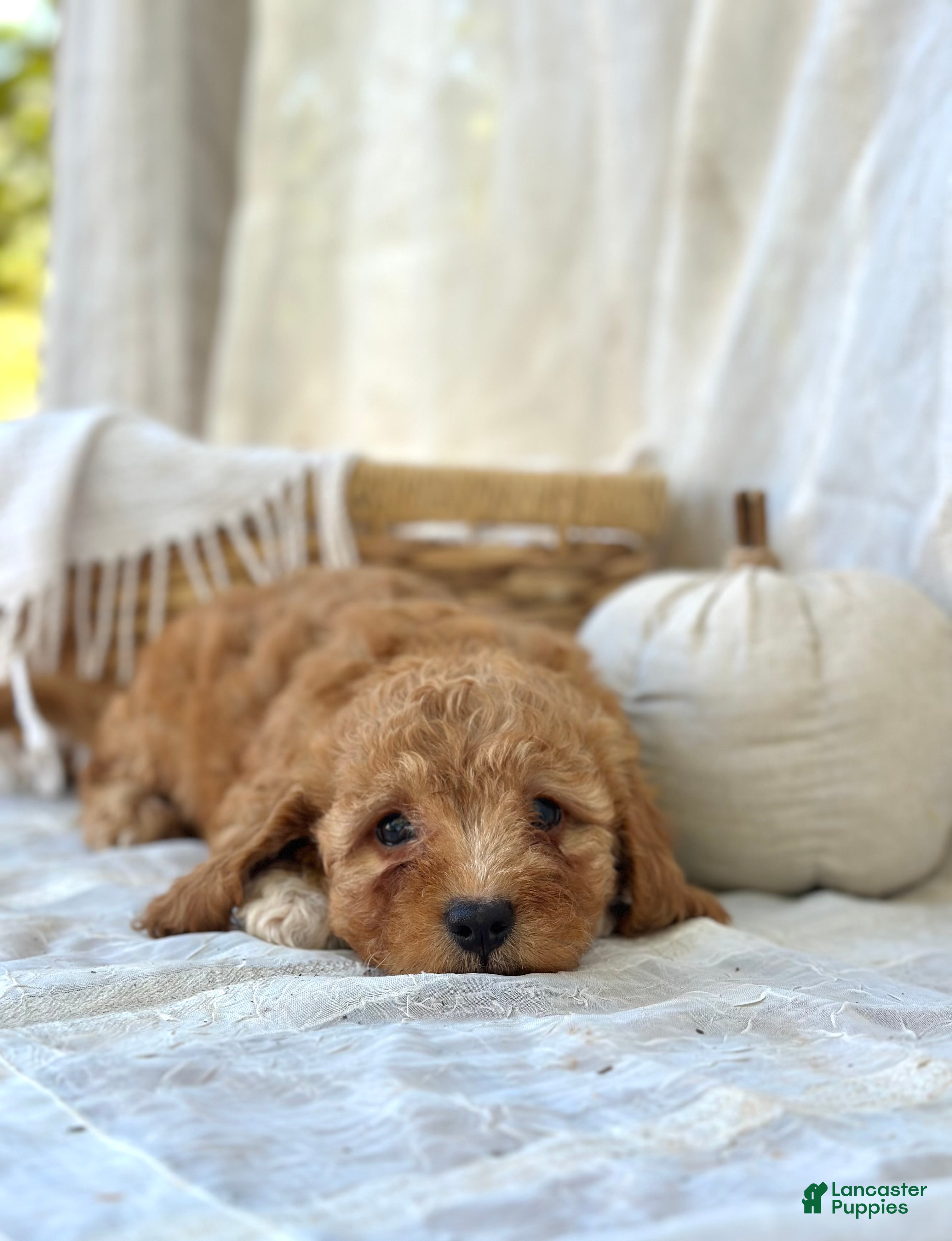 Mini Goldendoodle dogs for sale: Mini Goldendoodle 4 - Ad 1
