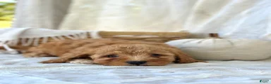 Mini Goldendoodle 4