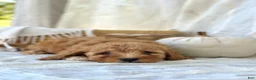 Mini Goldendoodle dogs for sale: Mini Goldendoodle 4 - Ad 1