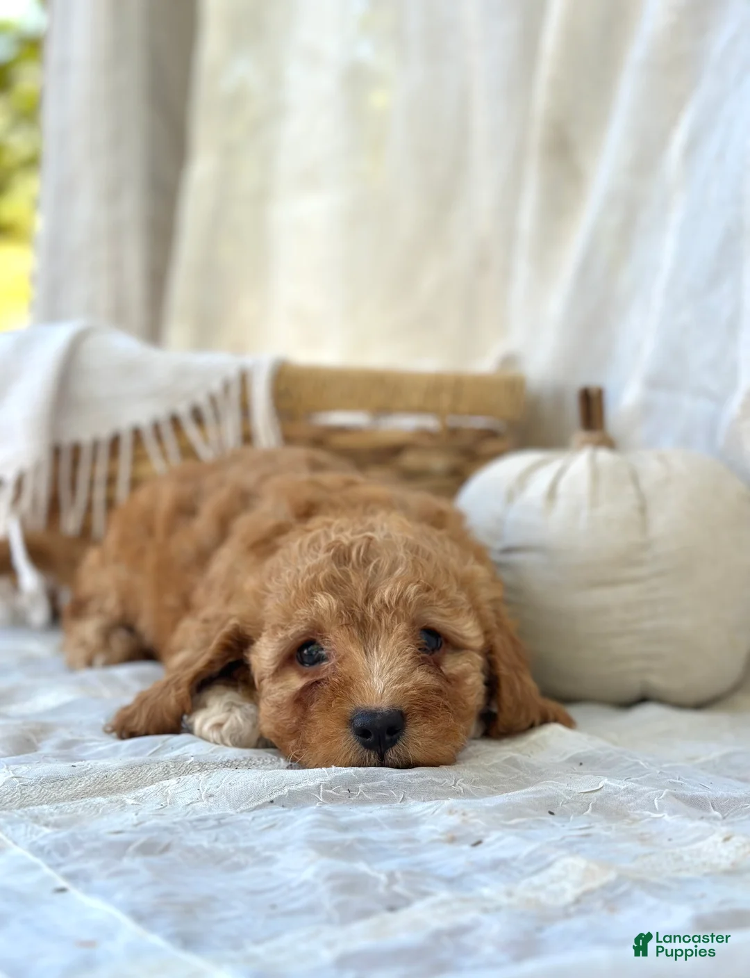 Mini Goldendoodle dogs for sale: Mini Goldendoodle 4 - Ad 1