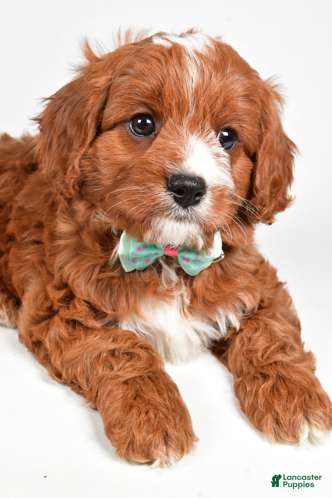 Cavapoo dogs for sale: Lonnie - Ad 3