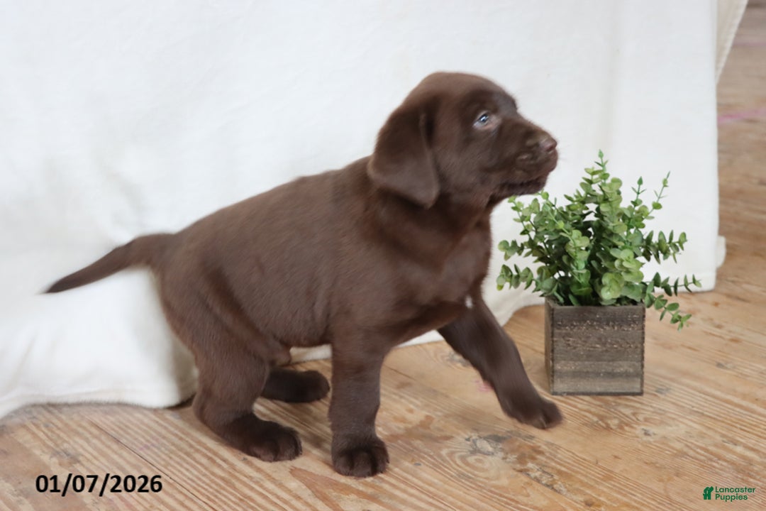 Labrador Retriever dogs for sale: Fudge - Ad 6