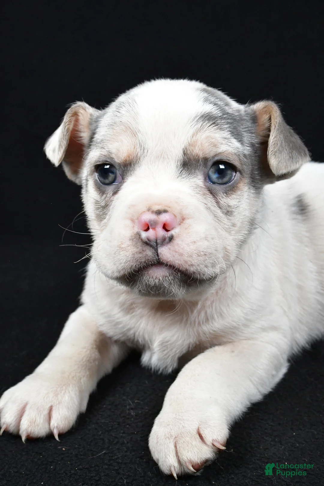 Beabull dogs for sale: Pedro - Ad 7