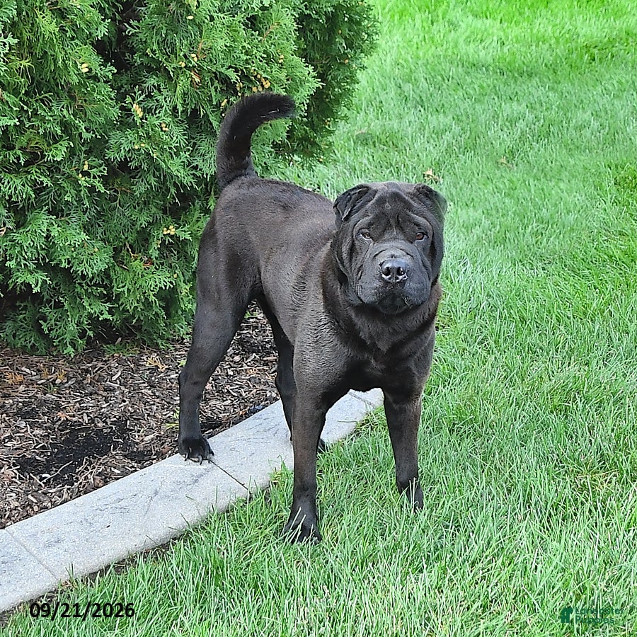 Shar Pei dogs for sale: Duke - Ad 1