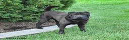 Shar Pei dogs for sale: Duke - Ad 1