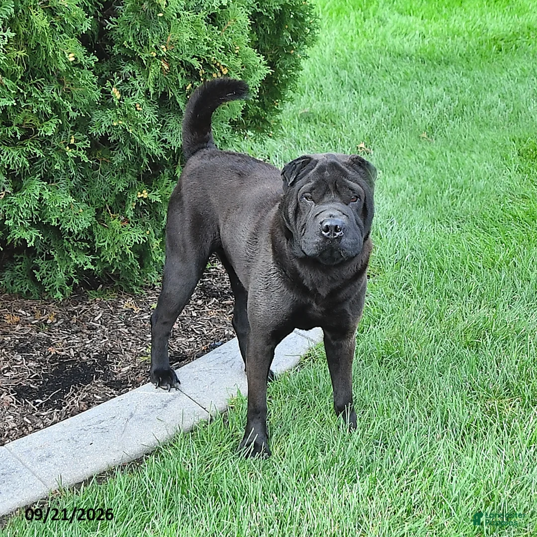 Shar Pei dogs for sale: Duke - Ad 1