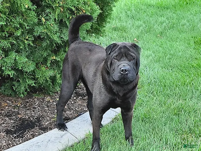 Shar Pei dogs for sale: Duke - Ad 1