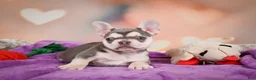 French Bulldog dogs for sale: Sandra - Ad 9