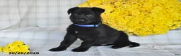 German Shepherd dogs for sale: Oscar - Ad 4