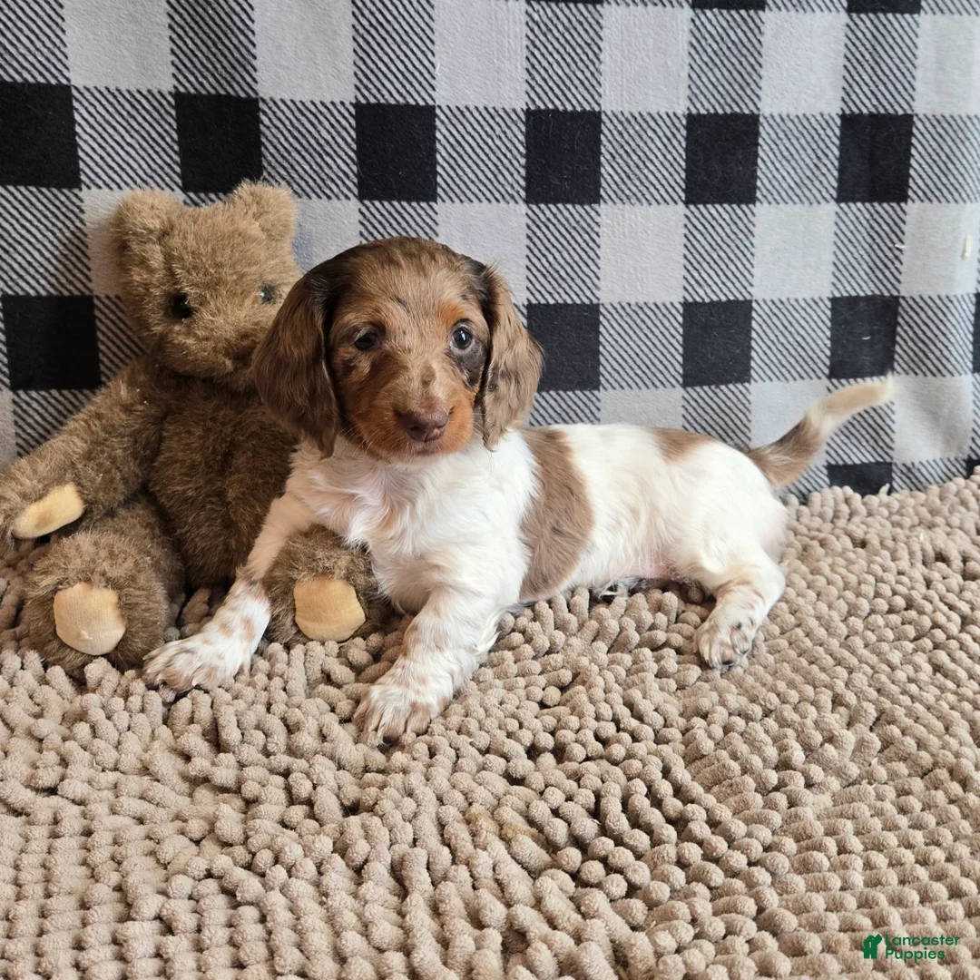 Miniature Dachshund dogs for sale: Dottie - Ad 3