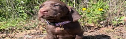 Mixed Breed dogs for sale: Mixed Breed Puppy 2 - Ad 1