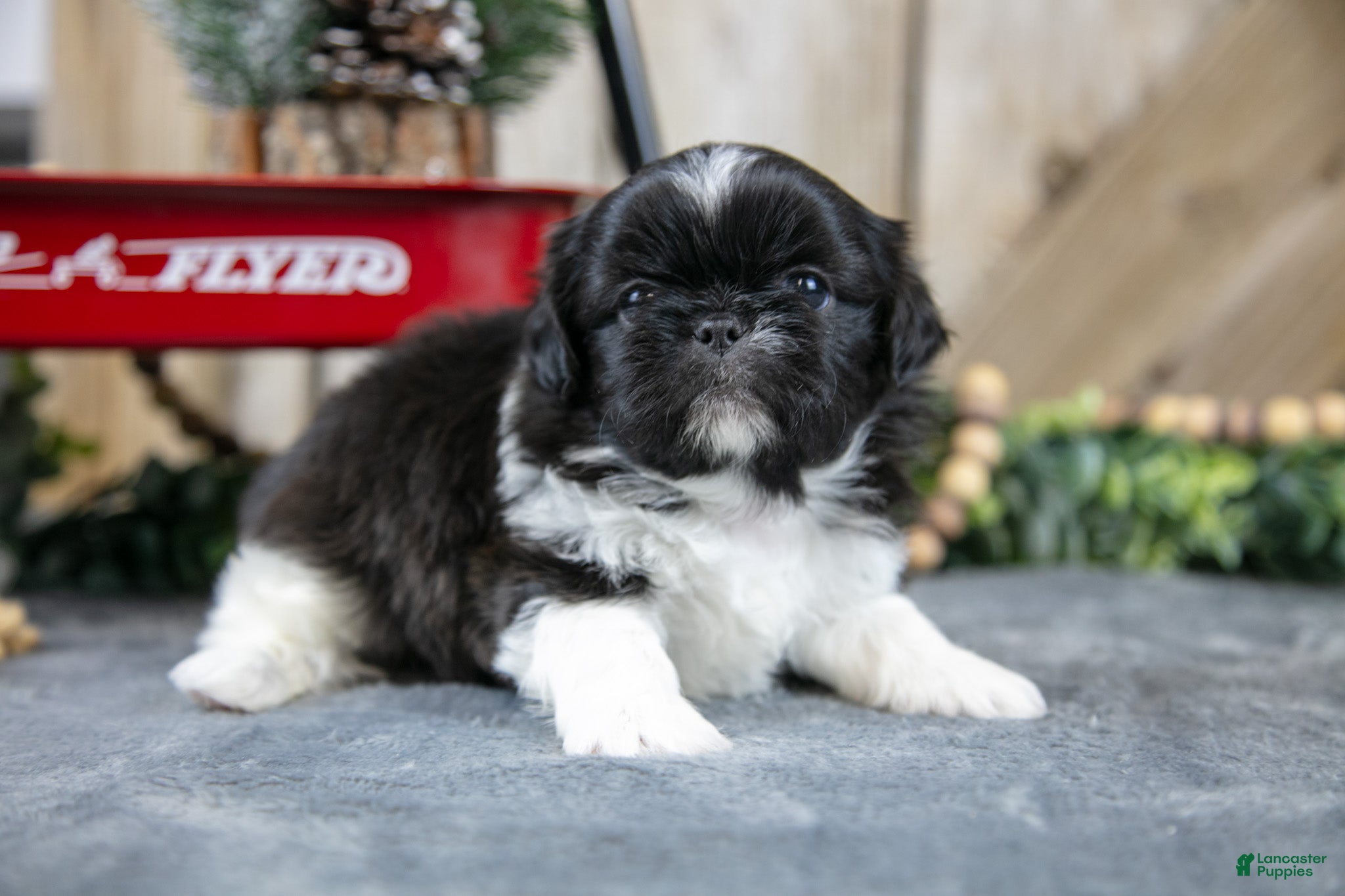 Shih Tzu dogs Oscar - Ad 39