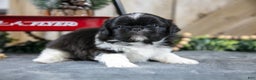 Shih Tzu dogs for sale: Oscar - Ad 1