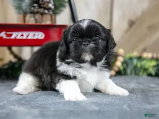 Shih Tzu dogs Oscar - Ad 12