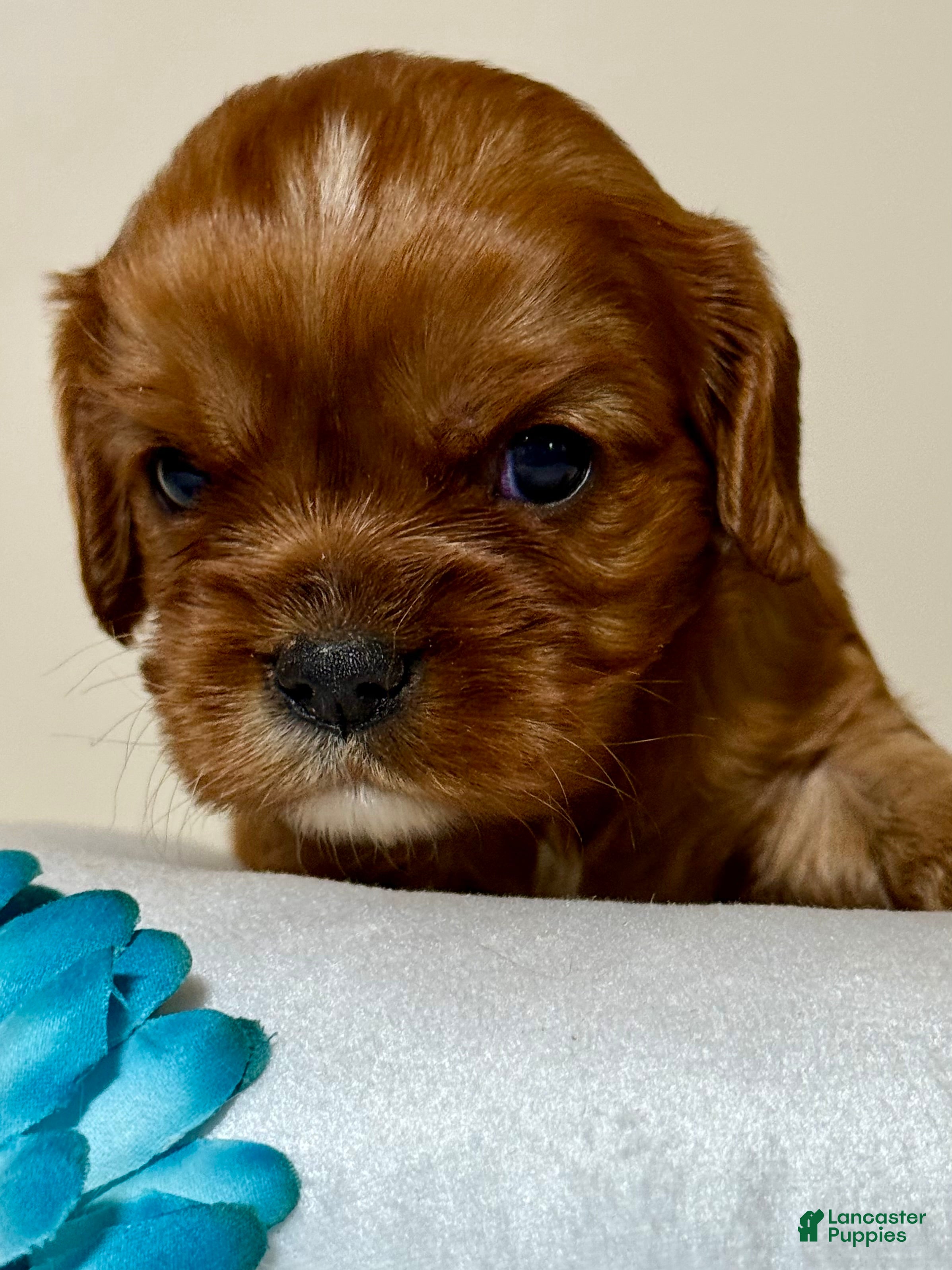 Cavalier King Charles Spaniel dogs Sunny Cavalier King Charles Spaniel  - Ad 2