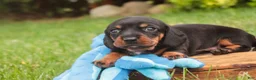 Miniature Dachshund dogs for sale: Wyatt Miniature Dachshund  - Ad 5