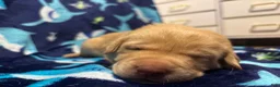 Labrador Retriever dogs for sale: Dave (grey)  - Ad 3