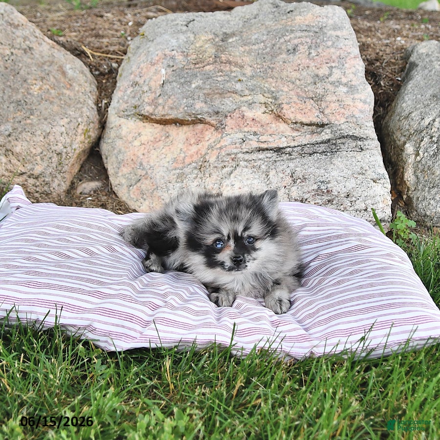 Pomeranian dogs Kingston - Ad 2