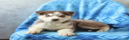 Siberian Husky dogs for sale: Tasha - Ad 1
