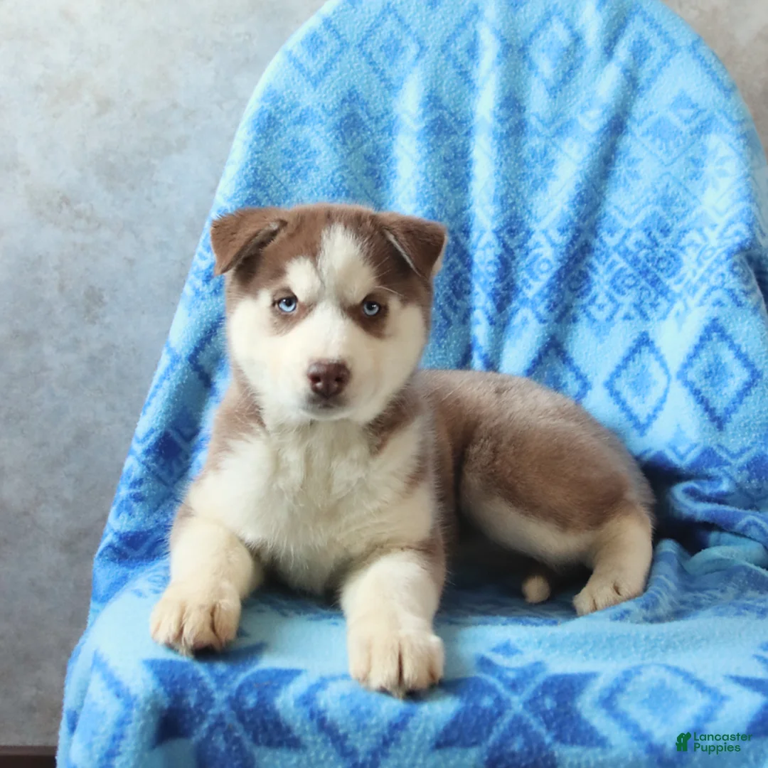 Siberian Husky dogs for sale: Tasha - Ad 1