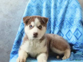 Siberian Husky dogs for sale: Tasha - Ad 3