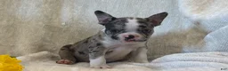Frenchton dogs for sale: Carly - Ad 7