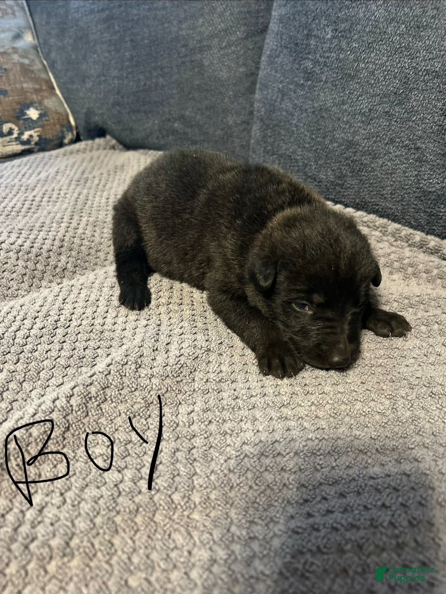 Mixed Breed dogs Zeus - Ad 1